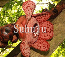 Load image into Gallery viewer, 100pcs Chomper Bonsai Plants Rare Cannibal Flower Potted Planting Succulent Ferocious Fly Trap Bonsai for Home Garden Decoration