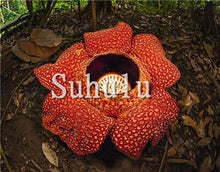 Load image into Gallery viewer, 100pcs Chomper Bonsai Plants Rare Cannibal Flower Potted Planting Succulent Ferocious Fly Trap Bonsai for Home Garden Decoration