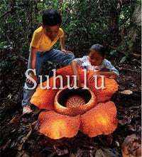 Load image into Gallery viewer, 100pcs Chomper Bonsai Plants Rare Cannibal Flower Potted Planting Succulent Ferocious Fly Trap Bonsai for Home Garden Decoration