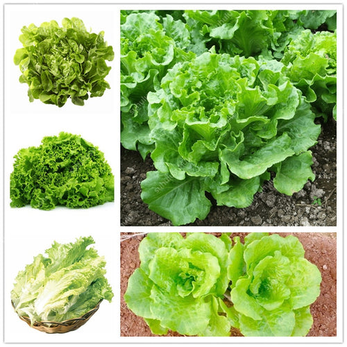 500 pcs bonsai China Lettuce Plants good taste,romaine lettuce ,easy to grow,delicious salad choice,DIY Home garden vegetable