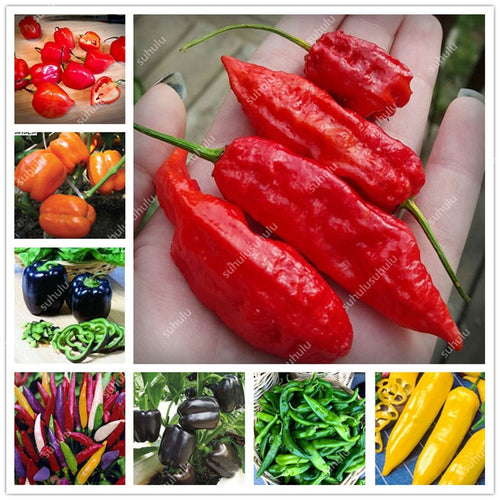 1000 Pcs Sweet Pepper Bonsai Colorful Mix High Quality Sweet Bell Pepper Bonsai Vegetables Paprika Home Garden Bonsai Plants