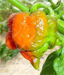1000 Pcs Sweet Pepper Bonsai Colorful Mix High Quality Sweet Bell Pepper Bonsai Vegetables Paprika Home Garden Bonsai Plants