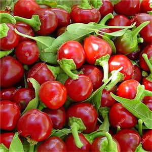 1000 Pcs Sweet Pepper Bonsai Colorful Mix High Quality Sweet Bell Pepper Bonsai Vegetables Paprika Home Garden Bonsai Plants