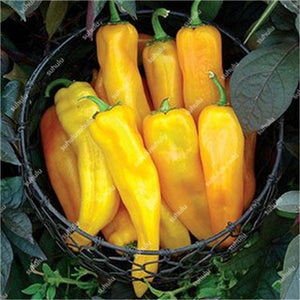 1000 Pcs Sweet Pepper Bonsai Colorful Mix High Quality Sweet Bell Pepper Bonsai Vegetables Paprika Home Garden Bonsai Plants
