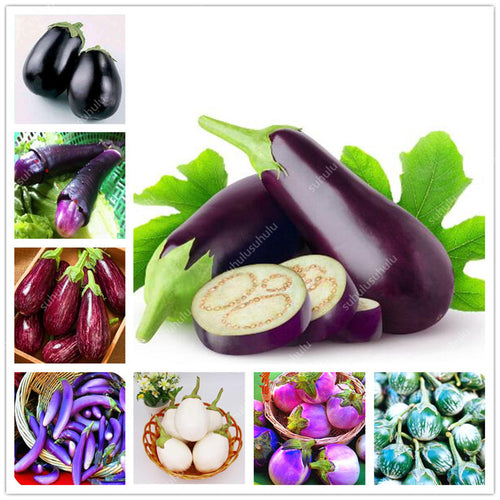 100 pcs Rare eggplant bonsai flower potted plant organic vegetable trees southern United States Bonsai sweet fruit Easy to Grow