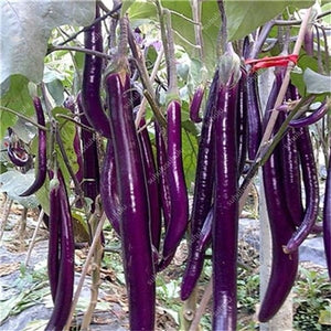 100 pcs Rare eggplant bonsai flower potted plant organic vegetable trees southern United States Bonsai sweet fruit Easy to Grow