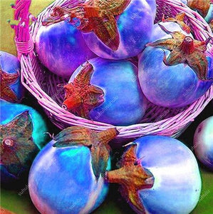 100 pcs Rare eggplant bonsai flower potted plant organic vegetable trees southern United States Bonsai sweet fruit Easy to Grow