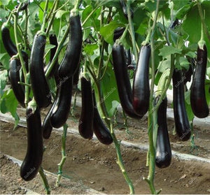 100 pcs Rare eggplant bonsai flower potted plant organic vegetable trees southern United States Bonsai sweet fruit Easy to Grow