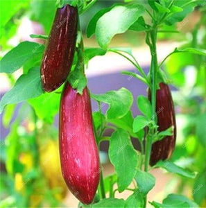 100 pcs Rare eggplant bonsai flower potted plant organic vegetable trees southern United States Bonsai sweet fruit Easy to Grow