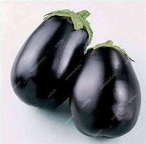 100 pcs Rare eggplant bonsai flower potted plant organic vegetable trees southern United States Bonsai sweet fruit Easy to Grow