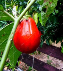 100 pcs Rare eggplant bonsai flower potted plant organic vegetable trees southern United States Bonsai sweet fruit Easy to Grow
