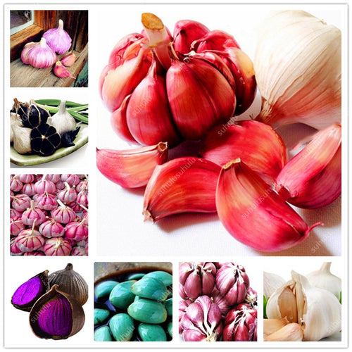 200 pcs Multi-petals Garlic Bonsai, Red And Healthy Plant Onion Garlics Vegetable Bonsai Very Easy Grow Kitchen Seasoning Food