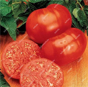 200 pcs Extra-tasty Tomato Bonsai,Delicious Sweet Cherry Tomato Organic Fruit Vegetable Edible Food Balcony Potted Garden Plant