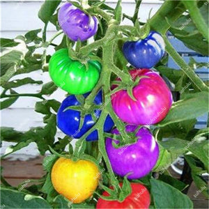 200 pcs Extra-tasty Tomato Bonsai,Delicious Sweet Cherry Tomato Organic Fruit Vegetable Edible Food Balcony Potted Garden Plant