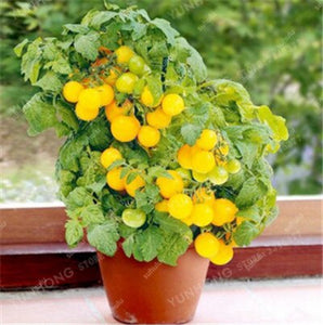 200 pcs Extra-tasty Tomato Bonsai,Delicious Sweet Cherry Tomato Organic Fruit Vegetable Edible Food Balcony Potted Garden Plant