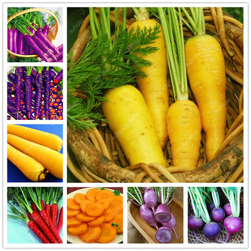 100 pcs/bag Heirloom Ginseng Carrot Bonsai, Non-GMO Carrot Bonsai, Potted Fruit Vegetable Bonsai For Home Garden Planting
