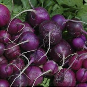 100 pcs/bag Heirloom Ginseng Carrot Bonsai, Non-GMO Carrot Bonsai, Potted Fruit Vegetable Bonsai For Home Garden Planting
