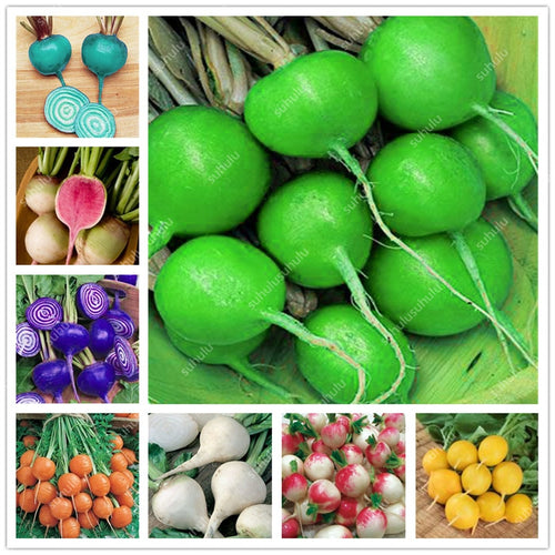 100 pcs Rainbow Cherry Belle Radish Bonsai 100% Real Organic Vegetable Bonsai,Strong Adaptability, Rich Nutrition Four seasons