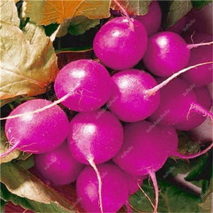 100 pcs Rainbow Cherry Belle Radish Bonsai 100% Real Organic Vegetable Bonsai,Strong Adaptability, Rich Nutrition Four seasons