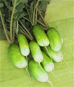 100 pcs Rainbow Cherry Belle Radish Bonsai 100% Real Organic Vegetable Bonsai,Strong Adaptability, Rich Nutrition Four seasons