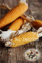 Load image into Gallery viewer, Rainbow Corn Bonsai Corn Popcorn Fresh Vegetable Bonsai Non-Gmo Plant Bonsai For Farm Family Garden 20 Pcs for sale