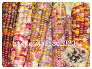 Rainbow Corn Bonsai Corn Popcorn Fresh Vegetable Bonsai Non-Gmo Plant Bonsai For Farm Family Garden 20 Pcs for sale