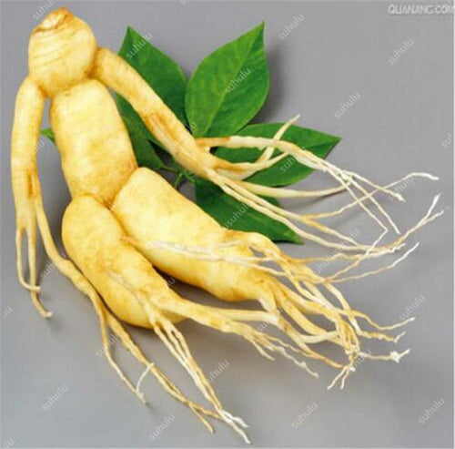 Sale! 100 Pcs Chinese Ginseng , Panax ginseng Plantas , Potted Bonsai Plant Flower Flores for Home Garden, the Budding Rate 97%