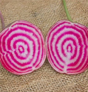 100 pcs Dark Red Beetroot Bonsai Edible Organic Delicious Vegetables Bonsai Plant Home Garden Easy To Grow Beet Plant Pot