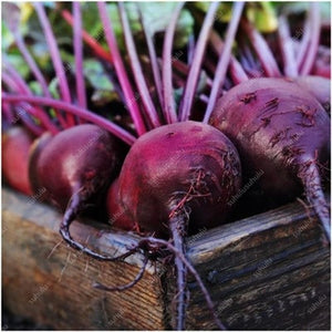 100 pcs Dark Red Beetroot Bonsai Edible Organic Delicious Vegetables Bonsai Plant Home Garden Easy To Grow Beet Plant Pot