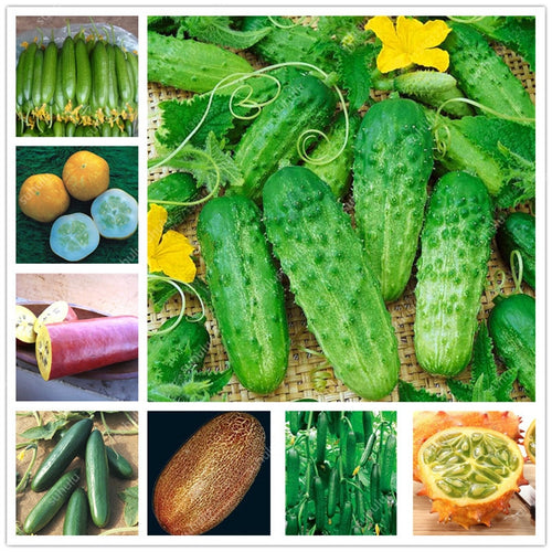 100 pcs/bag Mini cucumber plants Non-GMO delicious cucumber fruit and vegetable bonsai for home garden planting, Easy to Grow