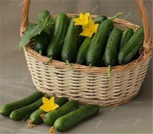 100 pcs/bag Mini cucumber plants Non-GMO delicious cucumber fruit and vegetable bonsai for home garden planting, Easy to Grow