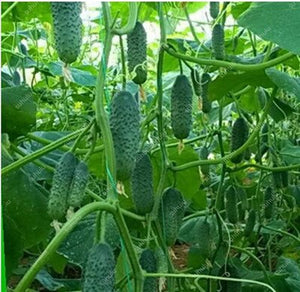 100 pcs/bag Mini cucumber plants Non-GMO delicious cucumber fruit and vegetable bonsai for home garden planting, Easy to Grow