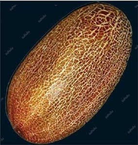 100 pcs/bag Mini cucumber plants Non-GMO delicious cucumber fruit and vegetable bonsai for home garden planting, Easy to Grow
