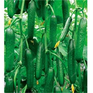 100 pcs/bag Mini cucumber plants Non-GMO delicious cucumber fruit and vegetable bonsai for home garden planting, Easy to Grow