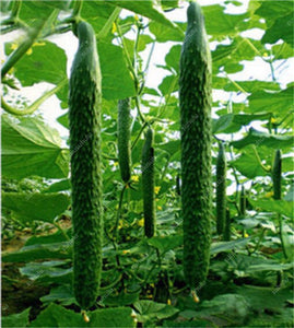 100 pcs/bag Mini cucumber plants Non-GMO delicious cucumber fruit and vegetable bonsai for home garden planting, Easy to Grow