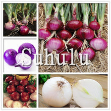 Load image into Gallery viewer, Sale!100 pcs/bag Fresh Giant Purple Onion Plants Vegetable Plantas 95%+ Germination Vegetable Onion for Home Garden Easy to Grow