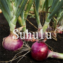 Load image into Gallery viewer, Sale!100 pcs/bag Fresh Giant Purple Onion Plants Vegetable Plantas 95%+ Germination Vegetable Onion for Home Garden Easy to Grow