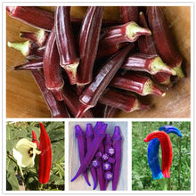 Load image into Gallery viewer, New Arrival Organic 50 pcs Okra bonsais Non-GMO Good For Kidney Garden Supplies For Fun Countryside Garden, the Budding Rate 97%