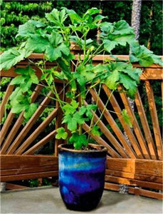 New Arrival Organic 50 pcs Okra bonsais Non-GMO Good For Kidney Garden Supplies For Fun Countryside Garden, the Budding Rate 97%