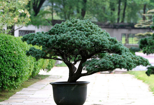50 Pcs Chinese Rare Evergreen Cedar Plant Bonsai Beautiful Indoor Decoration Natural Perennial Authentic Pine evergreen plants