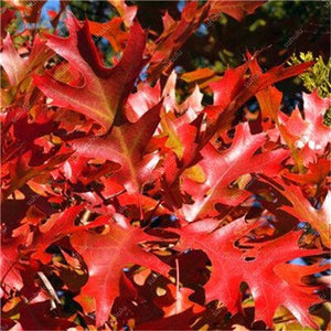 10 pcs American Red Oak Bonsai Quercus tree Perennial Woody plants Courtyard decoration For home garden planting, Easy to Plant