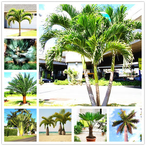 10 pcs Palm Flores Bonsai, Ravenala Madagascariensis Chinese Fan Palm Plant,Tall Evergreen Tree Diy Garden,budding rate 97%