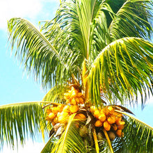 Load image into Gallery viewer, 10 pcs Palm Flores Bonsai, Ravenala Madagascariensis Chinese Fan Palm Plant,Tall Evergreen Tree Diy Garden,budding rate 97%