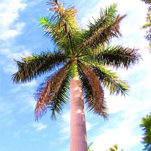 10 pcs Palm Flores Bonsai, Ravenala Madagascariensis Chinese Fan Palm Plant,Tall Evergreen Tree Diy Garden,budding rate 97%