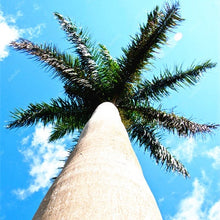 Load image into Gallery viewer, 10 pcs Palm Flores Bonsai, Ravenala Madagascariensis Chinese Fan Palm Plant,Tall Evergreen Tree Diy Garden,budding rate 97%