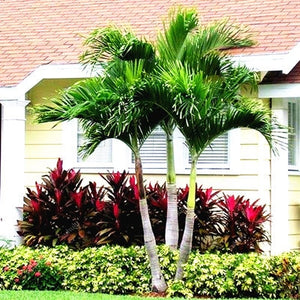 10 pcs Palm Flores Bonsai, Ravenala Madagascariensis Chinese Fan Palm Plant,Tall Evergreen Tree Diy Garden,budding rate 97%