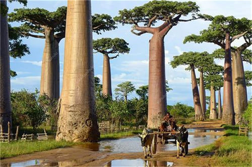Bonsai 100 Pcs High-quality Baobab bonsai Rare Tropical Exotic Plant Garden Perennial bonsai Beautiful Huge Trunk Plants