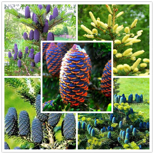 100 pcs Korean Fir Abies Koreana Bonsai Flower Bonsai Plant DIY Home Garden Rare Purple Tree Bonsai For Home Garden Planting