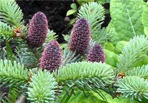 100 pcs Korean Fir Abies Koreana Bonsai Flower Bonsai Plant DIY Home Garden Rare Purple Tree Bonsai For Home Garden Planting