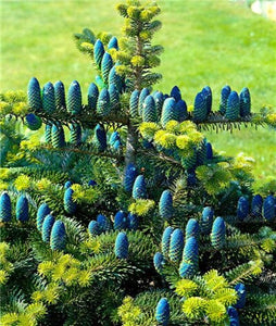 100 pcs Korean Fir Abies Koreana Bonsai Flower Bonsai Plant DIY Home Garden Rare Purple Tree Bonsai For Home Garden Planting